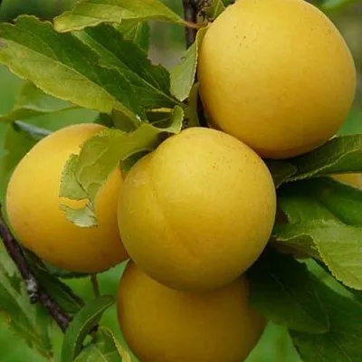 Слива СОЛНЫШКО  Слива СОЛНЫШКО в Кирове