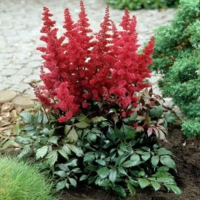 Астильба МОНТГОМЕРИ японская — описание сорта Астильба МОНТГОМЕРИ японская в Кирове