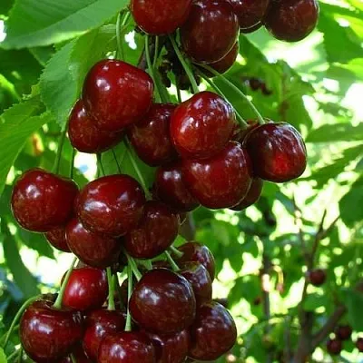 Вишня ВОСТОРГ колонновидная  Вишня ВОСТОРГ колонновидная в Кирове