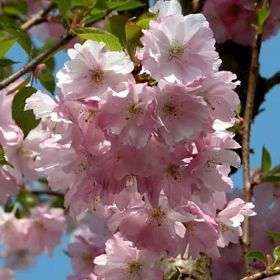 Вишня АККОЛЕЙД цветущая  Вишня АККОЛЕЙД цветущая в Кирове