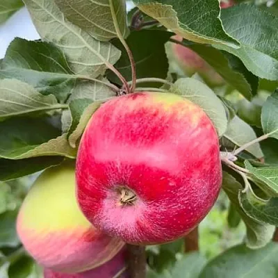 Яблоня АРБАТ колонновидная  Яблоня АРБАТ колонновидная в Кирове