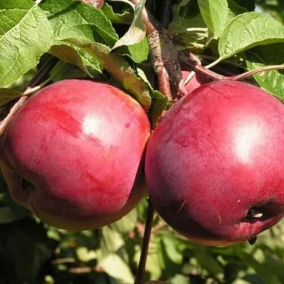 Яблоня ДАРУНАК  Яблоня ДАРУНАК в Кирове