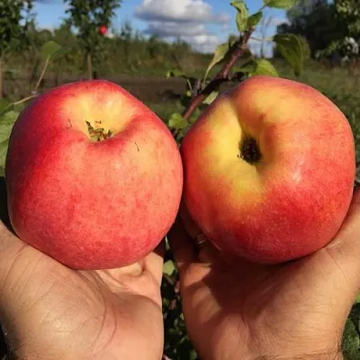 Яблоня КОВРОВОЕ стелющаяся  Яблоня КОВРОВОЕ стелющаяся в Кирове