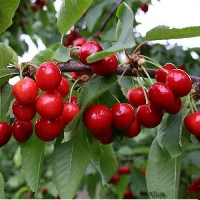 Черешня ДОНЕЦКАЯ КРАСАВИЦА  Черешня ДОНЕЦКАЯ КРАСАВИЦА в Кирове