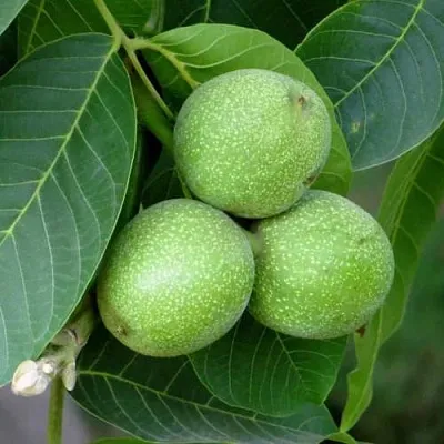 Грецкий орех ЮРИЙ ГАГАРИН  Грецкий орех ЮРИЙ ГАГАРИН в Кирове