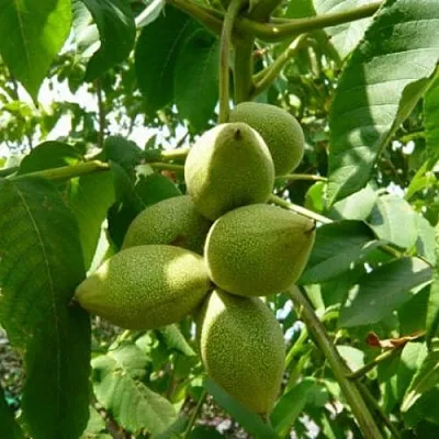 Маньчжурский орех  в Кирове