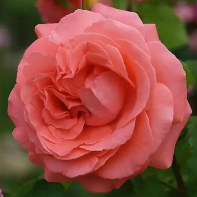 Саженцы роз ДИДИ БРИДЖУОТЕР плетистая  Саженцы роз ДИДИ БРИДЖУОТЕР плетистая в Кирове