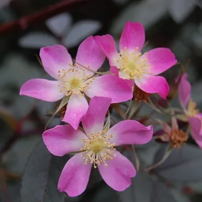 Саженцы роз сизая  Саженцы роз сизая в Кирове