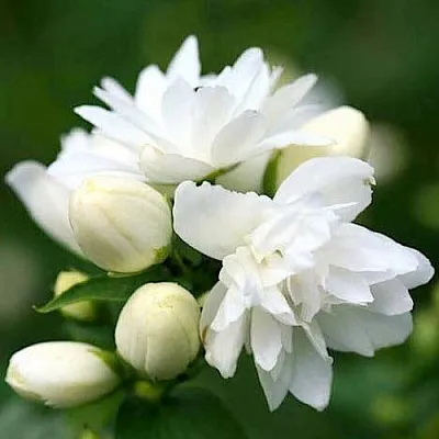 Жасмин ШНЕЕШТРУМ в Кирове