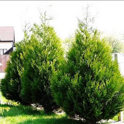 Туя АТРОВИРЕНС складчатая в Кирове