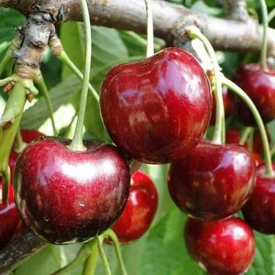 Черешня САШЕНЬКА  Черешня САШЕНЬКА в Кирове