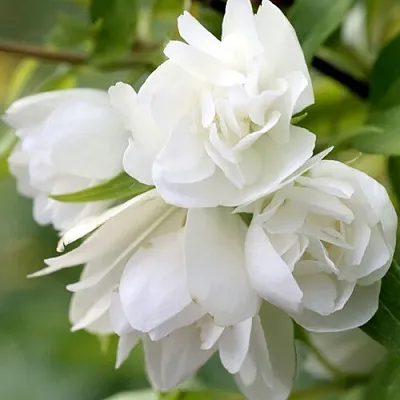 Жасмин МАНТО Д’ЭРМИН в Кирове