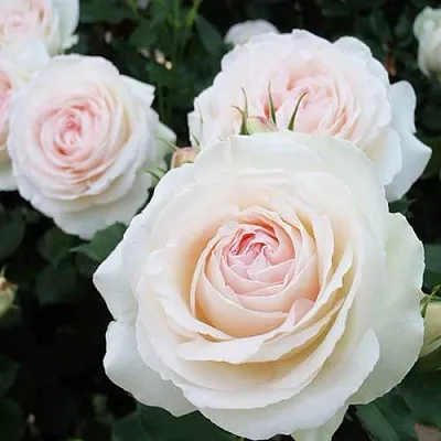 Саженцы роз ПАЛЕ РОЯЛЬ плетистая  Саженцы роз ПАЛЕ РОЯЛЬ плетистая в Кирове