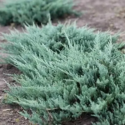 Можжевельник БЛЮ ЧИП горизонтальный в Кирове