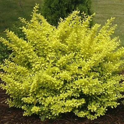 Барбарис АУРЕА тунберга  Барбарис АУРЕА тунберга в Кирове