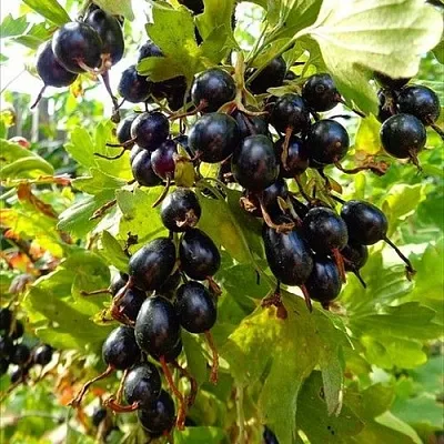 Смородина золотистая ОВАЛЬНАЯ  Смородина золотистая ОВАЛЬНАЯ в Кирове