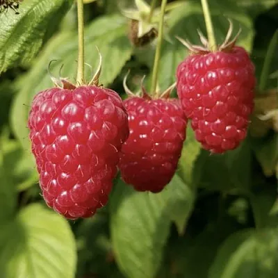 Малина МАПЕМА   Малина МАПЕМА  в Кирове