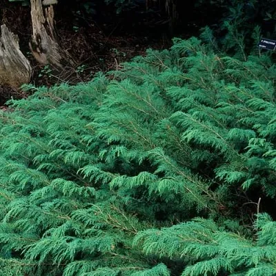 Микробиота в Кирове