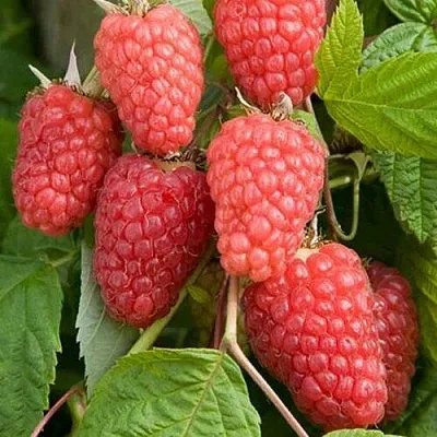 Малина КАСКАД ДЕЛАЙТ  Малина КАСКАД ДЕЛАЙТ в Кирове