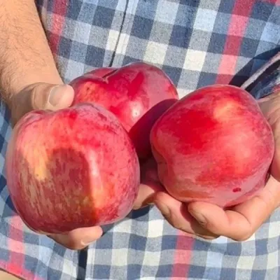 Яблоня ПАМЯТЬ КОВАЛЕНКО в Кирове