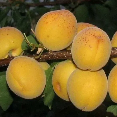 Абрикос ДЕСЕРТНЫЙ ГОЛУБЕВА  Абрикос ДЕСЕРТНЫЙ ГОЛУБЕВА в Кирове