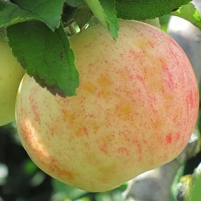 Яблоня ЛЕТНЕЕ СЛАДКОЕ  Яблоня ЛЕТНЕЕ СЛАДКОЕ в Кирове