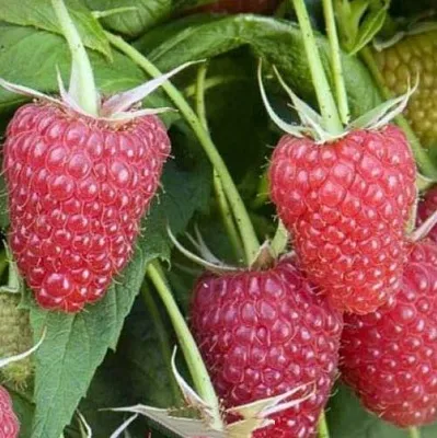 Малина ЕВРАЗИЯ  Малина ЕВРАЗИЯ в Кирове