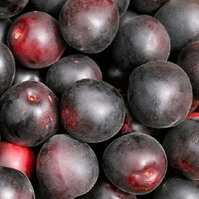 Абрикос ЧЕРНЫЙ ПРИНЦ  Абрикос ЧЕРНЫЙ ПРИНЦ в Кирове