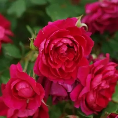 Саженцы роз КВАДРА плетистая  Саженцы роз КВАДРА плетистая в Кирове