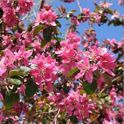 Яблоня ХЕЛЕНА декоративная  Яблоня ХЕЛЕНА декоративная в Кирове