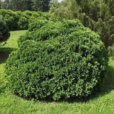 Туя УМБРАКУЛИФЕРА западная в Кирове