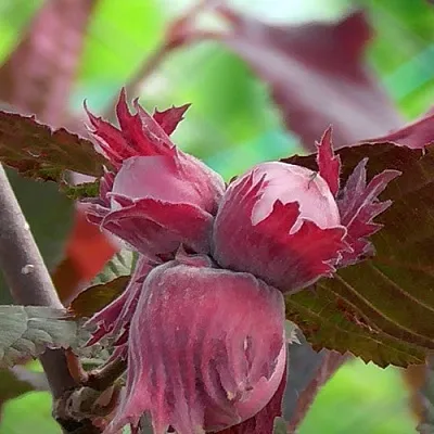 Фундук КАРДИНАЛ  Фундук КАРДИНАЛ в Кирове