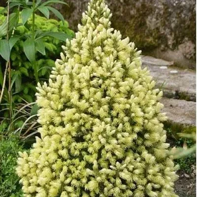 Ель МАЙГОЛД колючая в Кирове