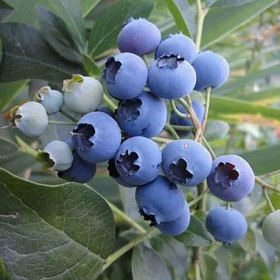 Голубика ЛЕГАЦИЯ в Кирове