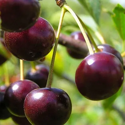 Вишня ЛИВЕНСКАЯ  Вишня ЛИВЕНСКАЯ в Кирове