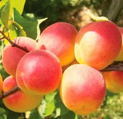 Абрикос NJA-19  Абрикос NJA-19 в Кирове