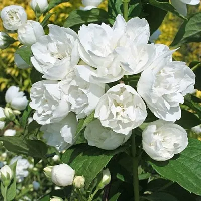 Жасмин махровый в Кирове