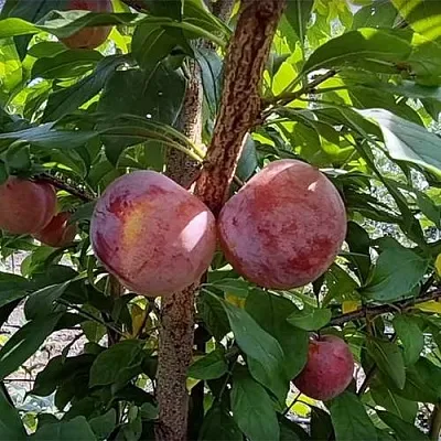 Плуот ГЕО ПРАЙД  Плуот ГЕО ПРАЙД в Кирове