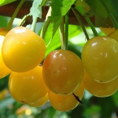 Черешня ЯНТАРНАЯ  Черешня ЯНТАРНАЯ в Кирове