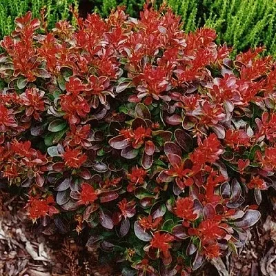 Барбарис КАРМЕН тунберга  Барбарис КАРМЕН тунберга в Кирове