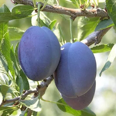 Слива СТЭНЛИ  Слива СТЭНЛИ в Кирове