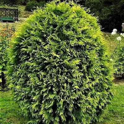 Туя ТИП ТОП западная в Кирове