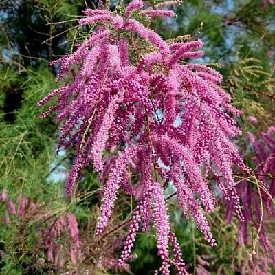 Тамарикс ПИНК КАСКАД в Кирове