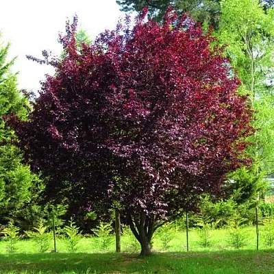 Слива НИГРА растопыреная   Слива НИГРА растопыреная  в Кирове