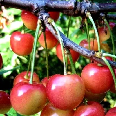 Черешня ГАСТИНЕЦ — описание сорта Черешня ГАСТИНЕЦ в Кирове