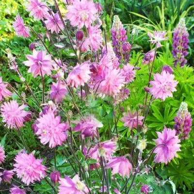 Аквилегия БАРЛОУ ПИНК гибрид МакКаны в Кирове