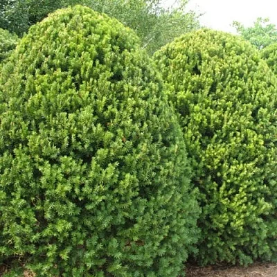 Тис в Кирове