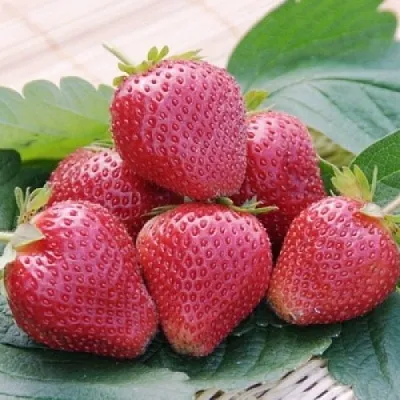 Клубника ВИМА КСИМА в Кирове