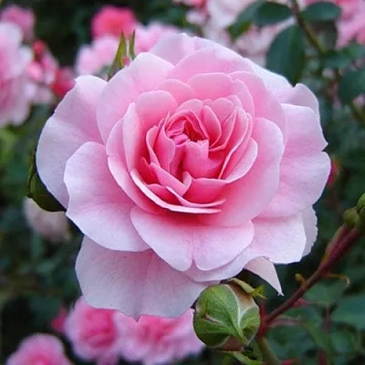 Саженцы роз БОНИКА флорибунда в Кирове