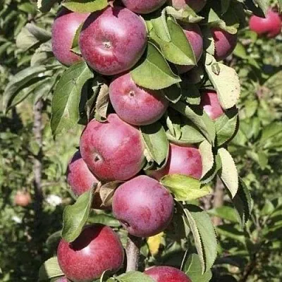 Яблоня ЕСЕНИЯ колонновидная  Яблоня ЕСЕНИЯ колонновидная в Кирове